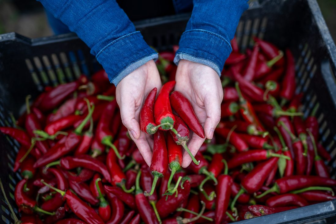 Okvátovity Dóra Fajszi Paprika Manufaktúra paprikatermesztés