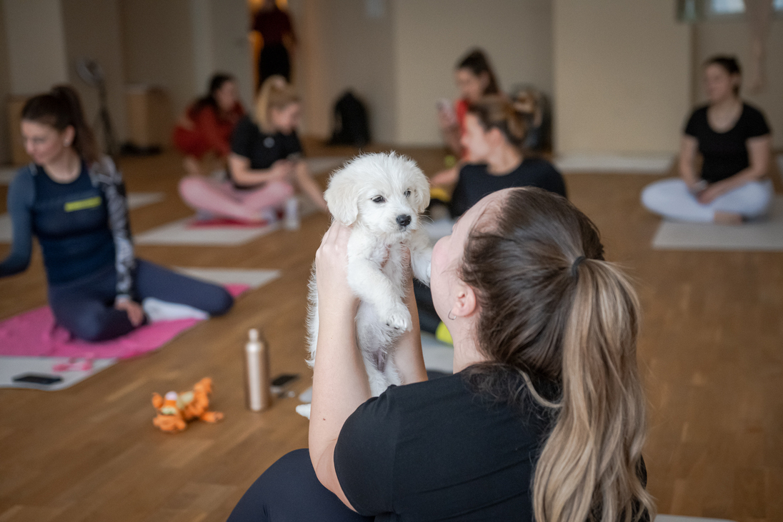 puppy yoga jóga kiskutyákkal Puppy Yoga Hungary Tóth Vivien