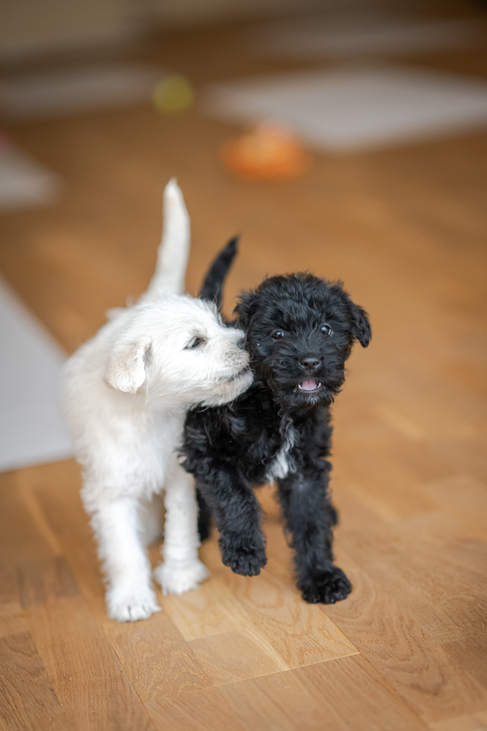 puppy yoga jóga kiskutyákkal Puppy Yoga Hungary Tóth Vivien