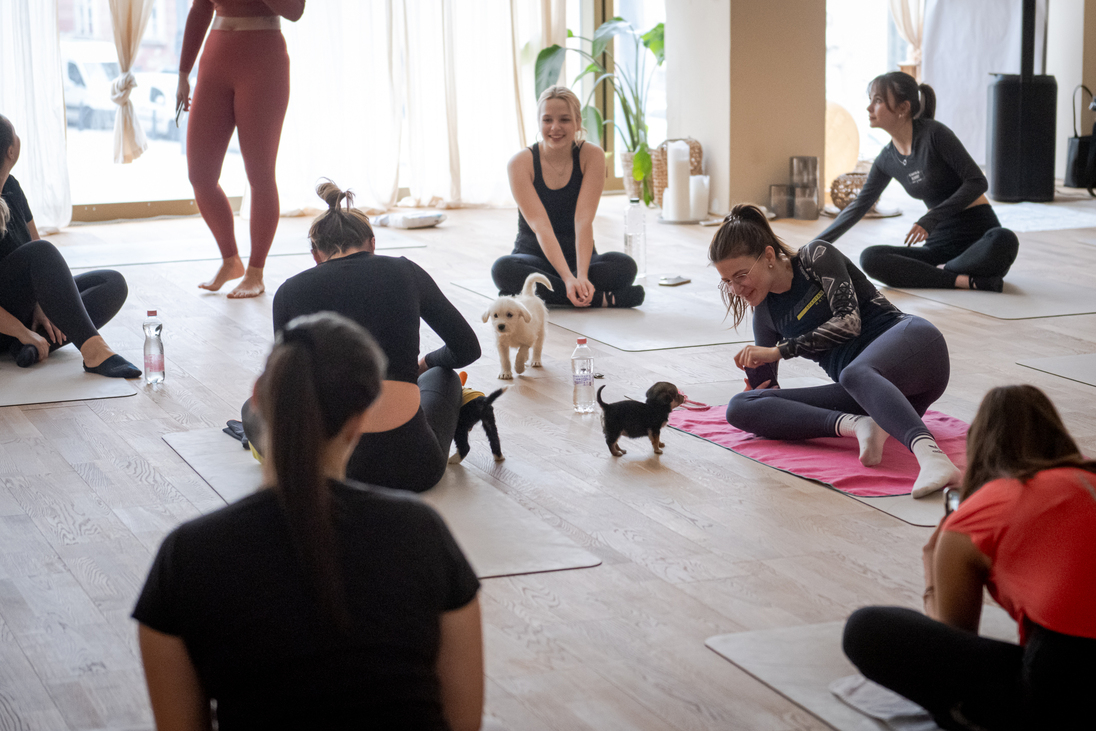 puppy yoga jóga kiskutyákkal Puppy Yoga Hungary Tóth Vivien