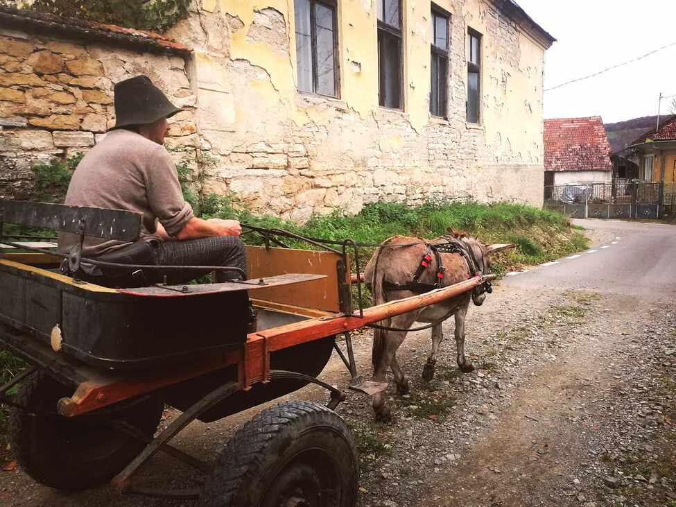 erdély gazdálkodás sajt belga székely kecske