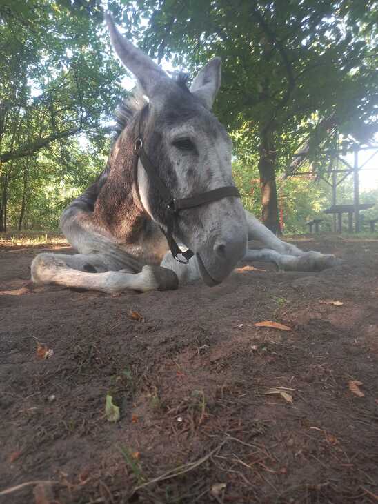 szamár Ásotthalom Koszonits Patrik szamárrezervátum Ott vagyunk már?