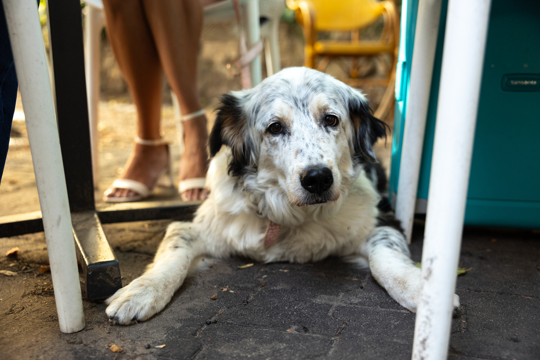 világkörüli út border collie segítőkutya utazni kutyával