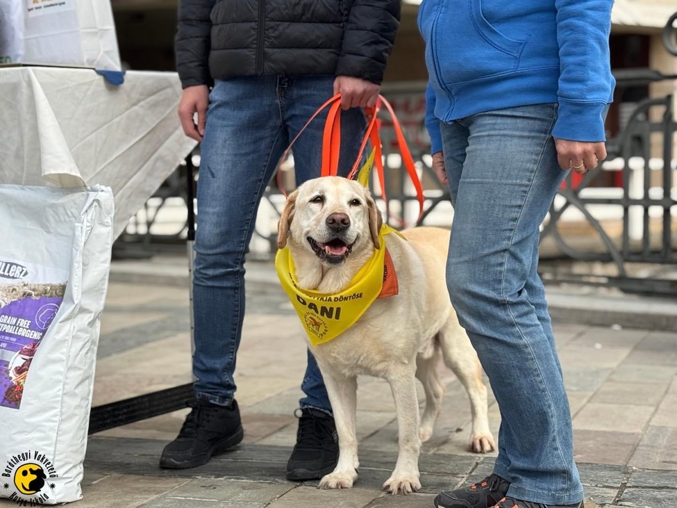 kutya hős vakvezető kutya terápiás kutya keresőkutya munkakutya